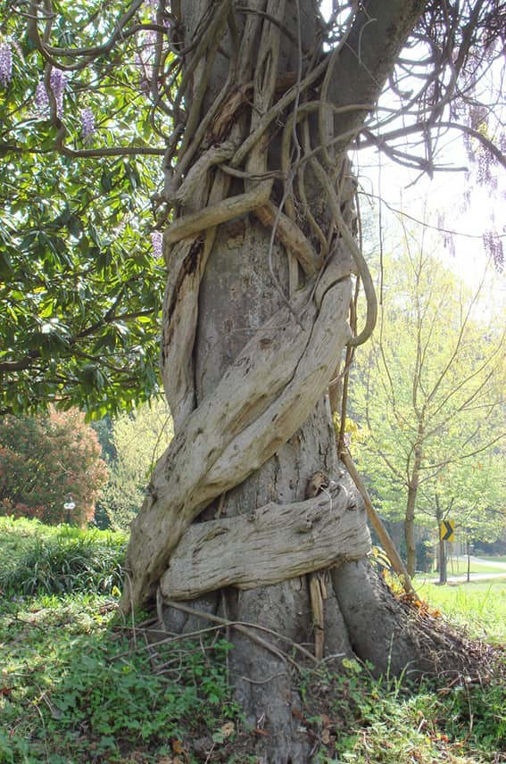 A tree with vines surrounding it.